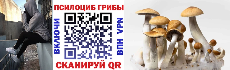 Псилоцибиновые грибы Magic Shrooms  где продают наркотики  Чита 